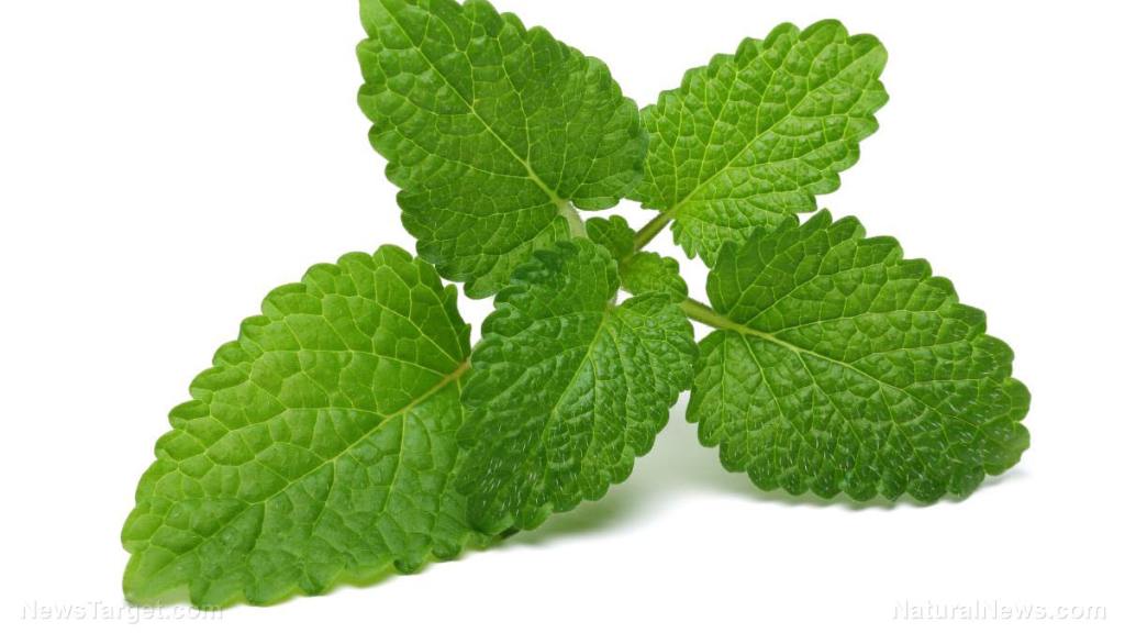 Scientific study reveals Mexican mint essential oil can treat antibiotic-resistant bacteria