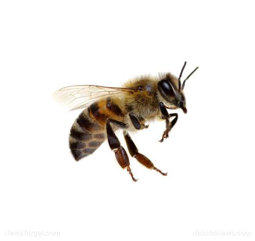 Pesticide cocktails found to be more dangerous to bees than expected