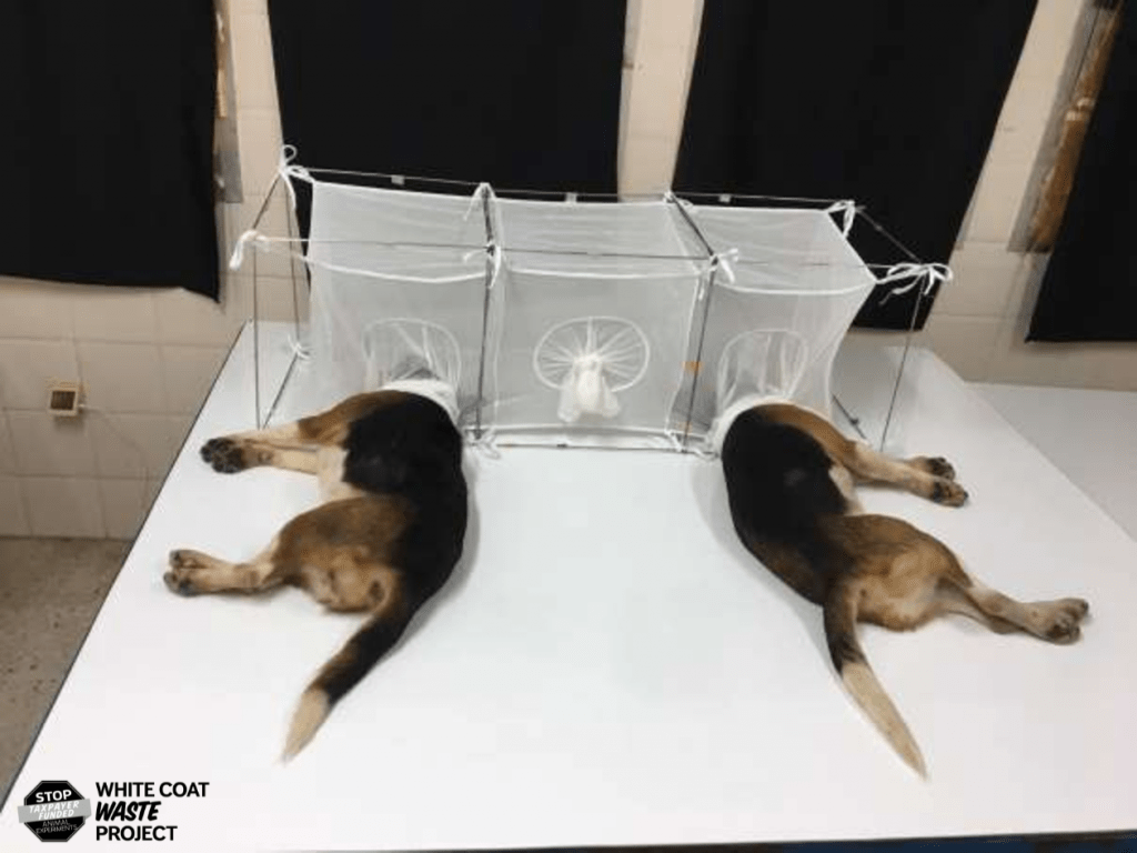 Fauci under fire for funding inhumane experiments that tortured beagle puppies to death