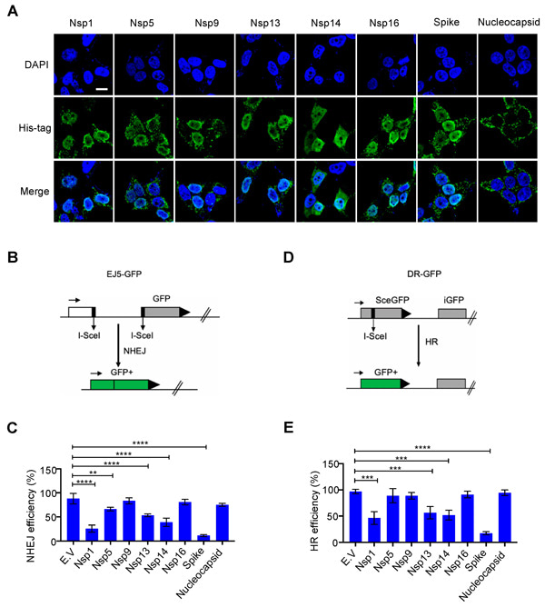 MDPI-Sars-CoV-2 Spike DNA Damage Repair Figure-1