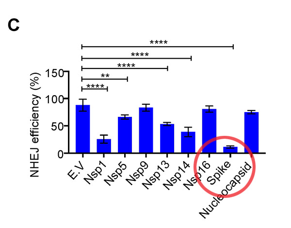 MDPI-Sars-CoV-2-Spike DNA Damage Repair Figure-1-C Spike