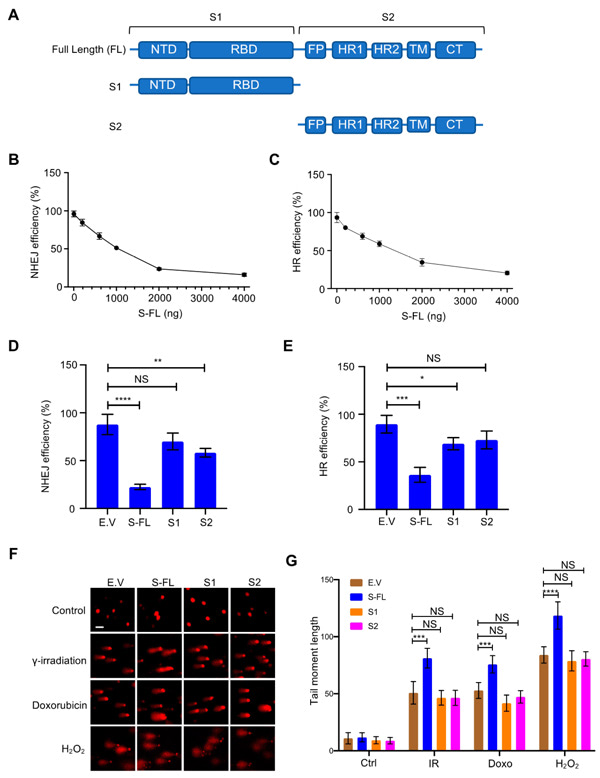 MDPI-Sars-CoV-2 Spike DNA Damage Repair Figure-2