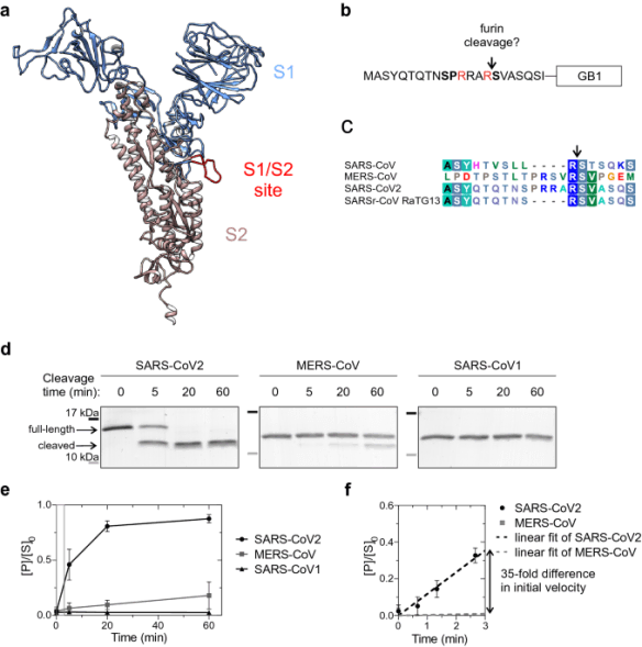 The most compelling evidence for a laboratory origin of COVID is that coronaviruses don’t have furin cleavage sites, and until last year, this trick has never evolved naturally.