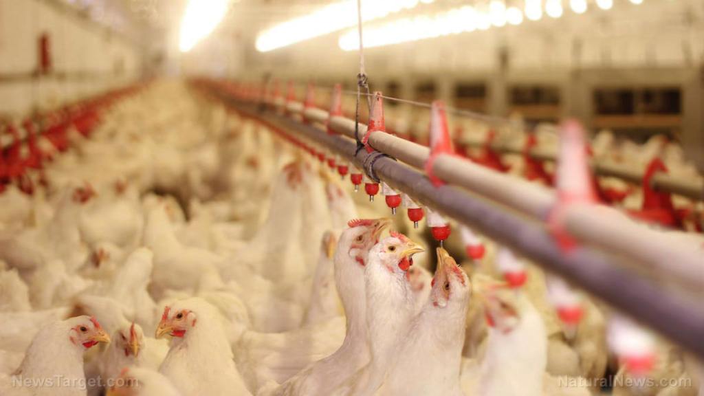 The good, the bad and the ugly about factory farm eggs, including egg whites