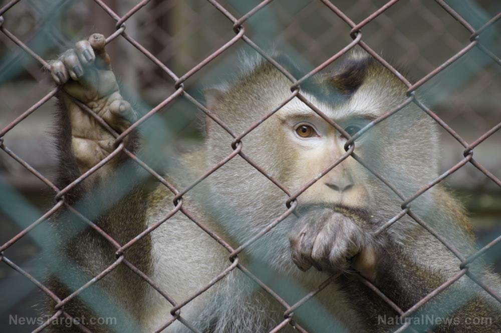 Fauci runs “secret island of monkeys” to conduct cruel animal experiments to enrich Big Pharma