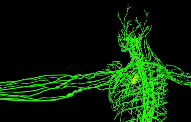 Pathological evidence shows how covid-19 vaccinations cause lymphocytes to attack the body’s own organs