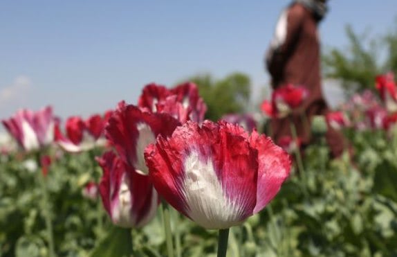 The HEROIN WAR – death toll greater for U.S. civilians than soldiers in Afghanistan, thanks to the opium-based prescription drug “invasion”