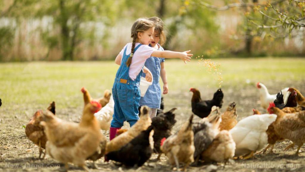 No time for “fowl” play: 5 Strategies to protect your chickens from avian flu
