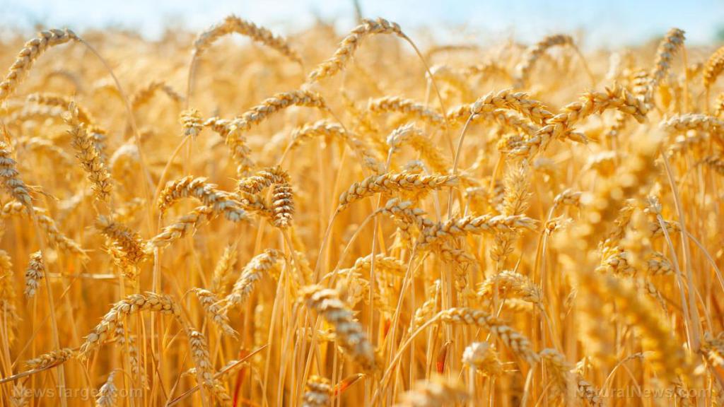 Ukraine issues emergency order banning all exports of wheat, oats, meat and more