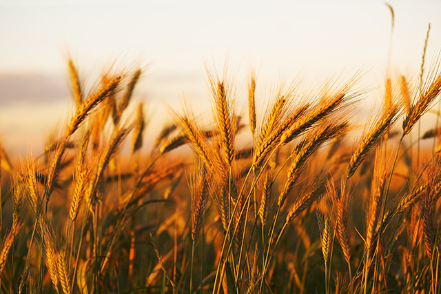 USDA: 69% of total U.S. winter wheat production currently in drought zones… sharp decline in yields right around the corner