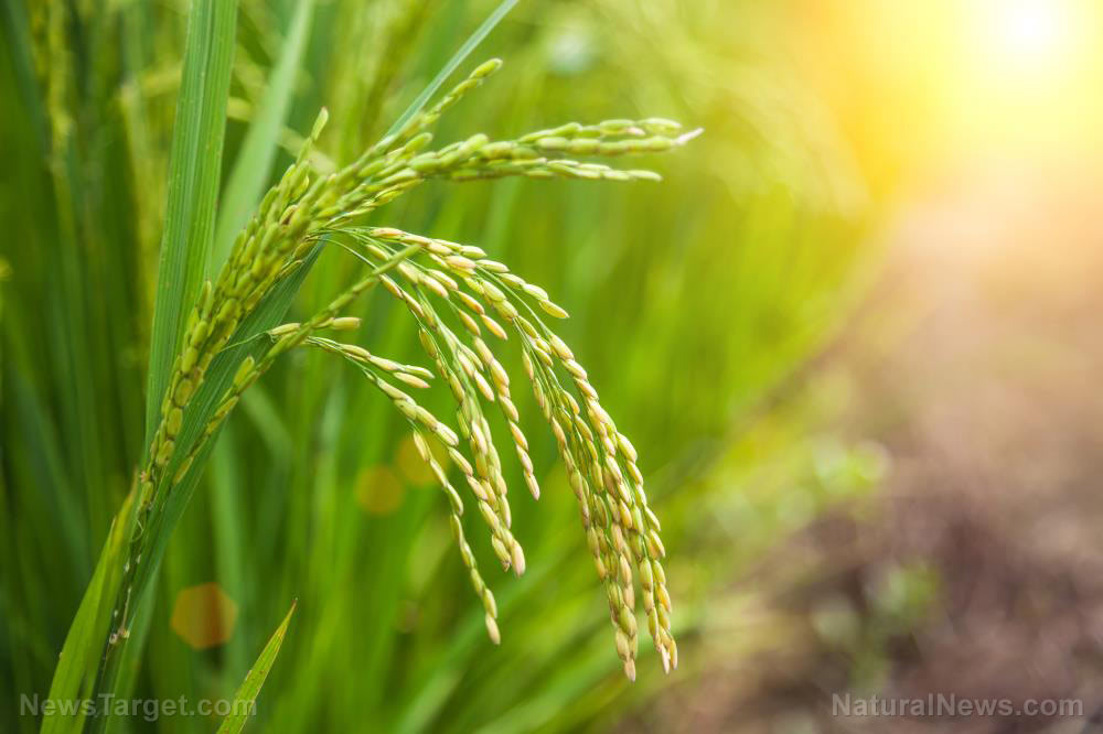 ENGINEERED FAMINE: California diverting water flows into the ocean, depriving rice farmers of necessary irrigation to grow food