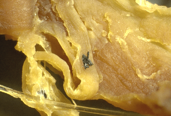 silicon structures 100x