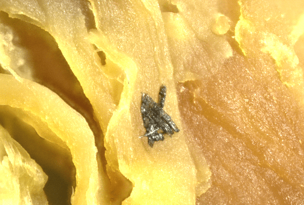 silicon structures 200x