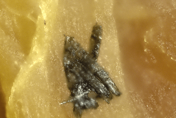 silicon structures 500x