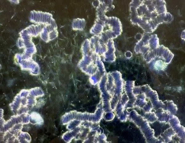 Vaccinated blood is tainted blood, study finds