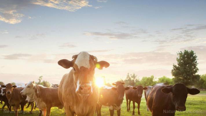 Government PERSECUTION of Golden Valley Farms food co-op proves once again that FDA, USDA should both be ABOLISHED