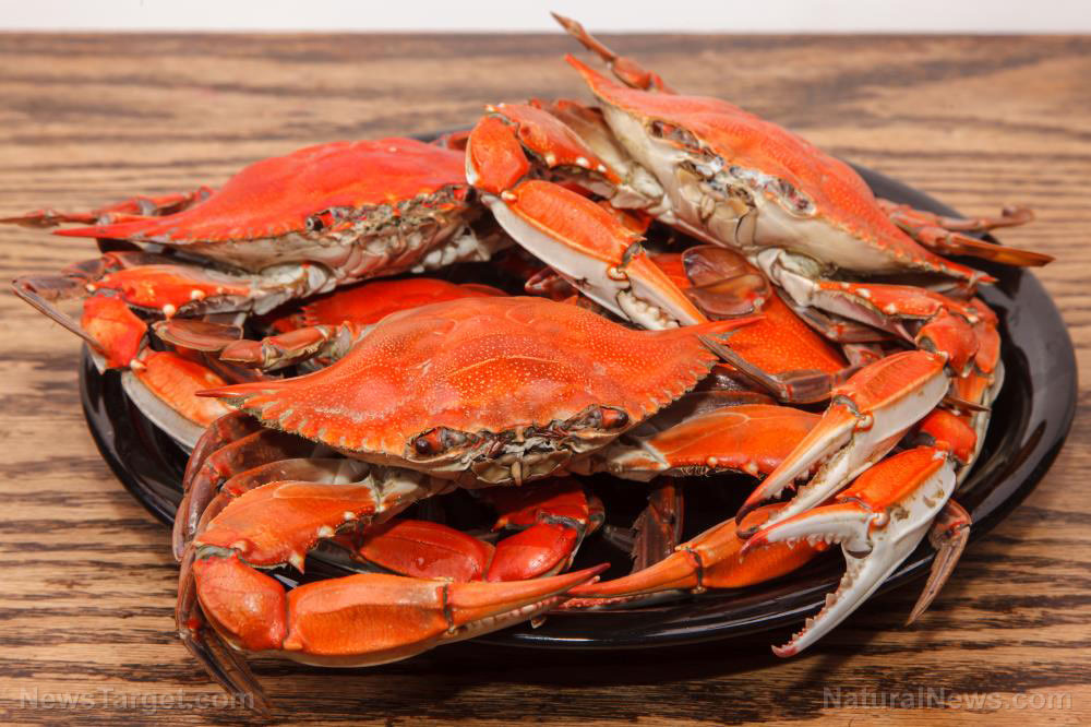 Alaska’s snow crab season CANCELED due to population crash; lying media blames “climate change”