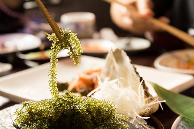 Seaweed found to accelerate excretion of dioxins from the body: STUDY