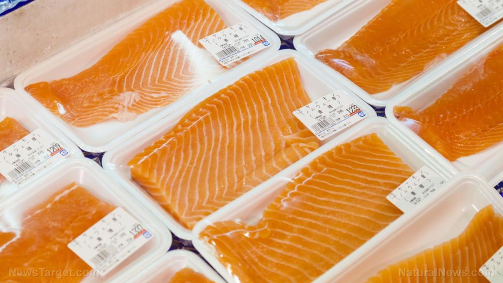 Farmed salmon producers are feeding GMO canola oil to fish
