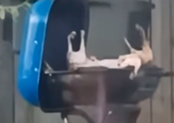 Have you seen the CAT EATERS of Ohio? Beyond the rumors, here’s what’s real