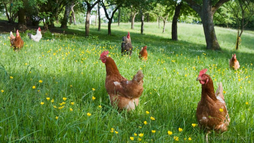 October 1 marked day one for Brits having to register their backyard chickens with government: All unregistered birds now ILLEGAL