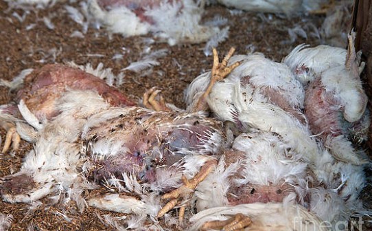 TRUTH ABOUT BIRD FLU: All confirmed U.S. Bird Flu cases have been MILD with ZERO hospitalizations or deaths, and it can’t efficiently spread human-to-human