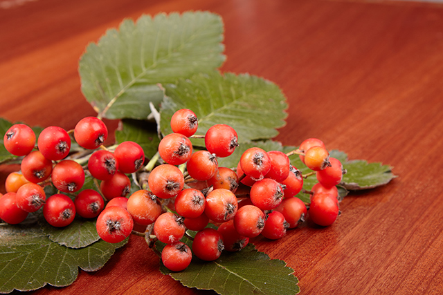 Hawthorn: Nature’s time-tested heart ally