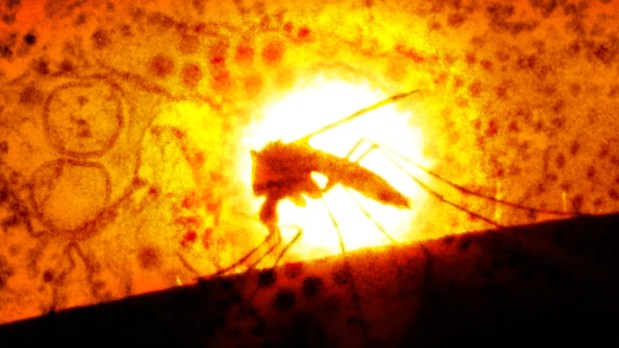 CHIKUNGUNYA VIRUS is sweeping through China and now invading the USA – Prepare yourself for PLANDEMIC 2.0